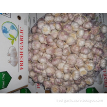 Supply All The Year Normal White Garlic
